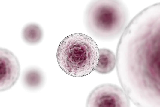 The-Cellular-Architecture-of-Skin-A-Professional-Guide-to-Barrier-Function-and-Regeneration Skin Virtue